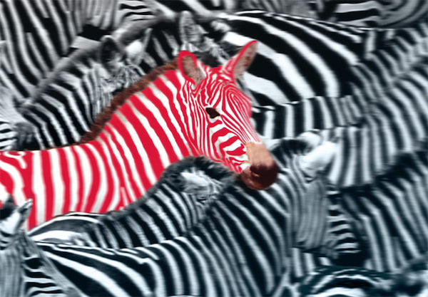 Red and white striped zebra, appearance Dörrenberg company profile.